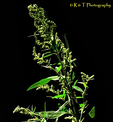 {Chenopodium album}